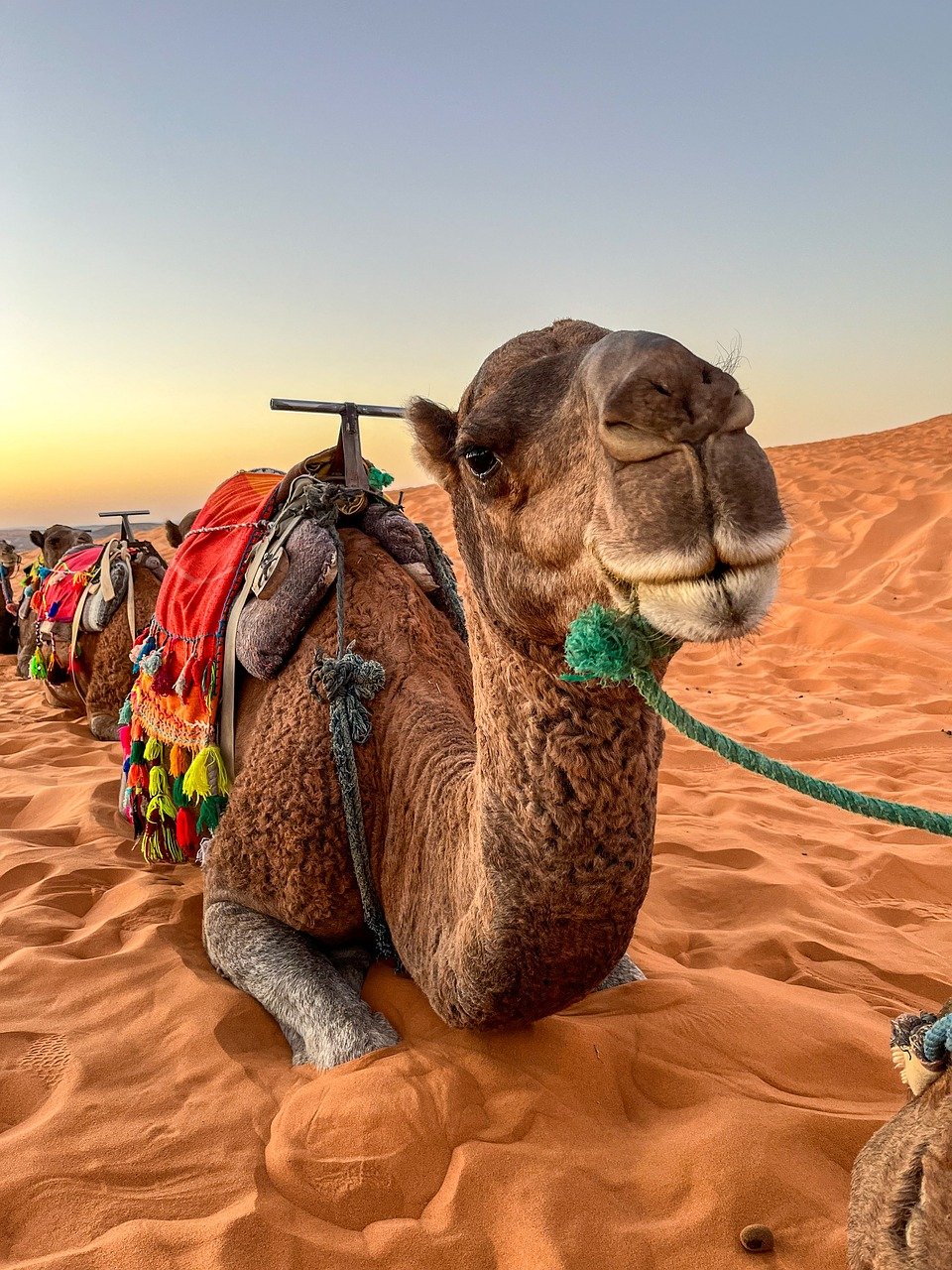 animal, camel, mammal-8881088.jpg