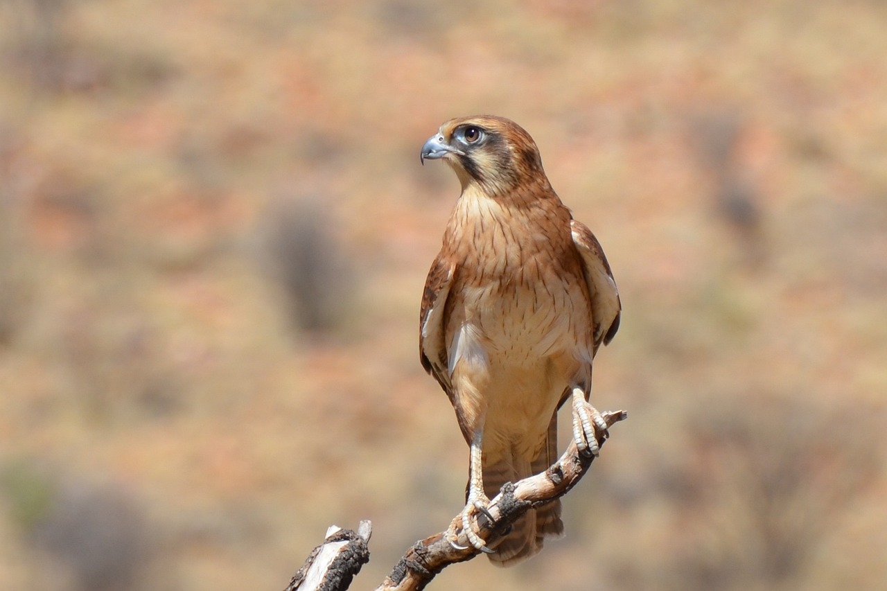 brown falcon, nature, falcon-2417989.jpg