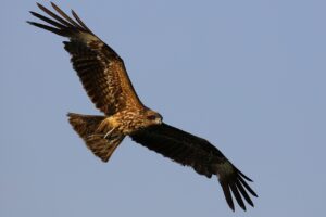 eagle, nature, owl-5095783.jpg