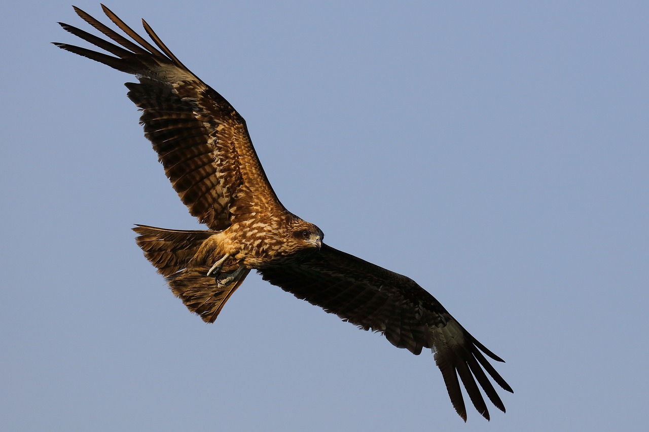 https://modernbedouin.com/wp-content/uploads/2024/12/eagle-nature-owl-5095783.jpg
