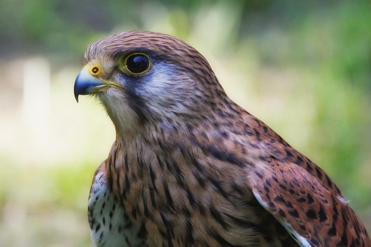 falcon, bird, animal-5709108.jpg