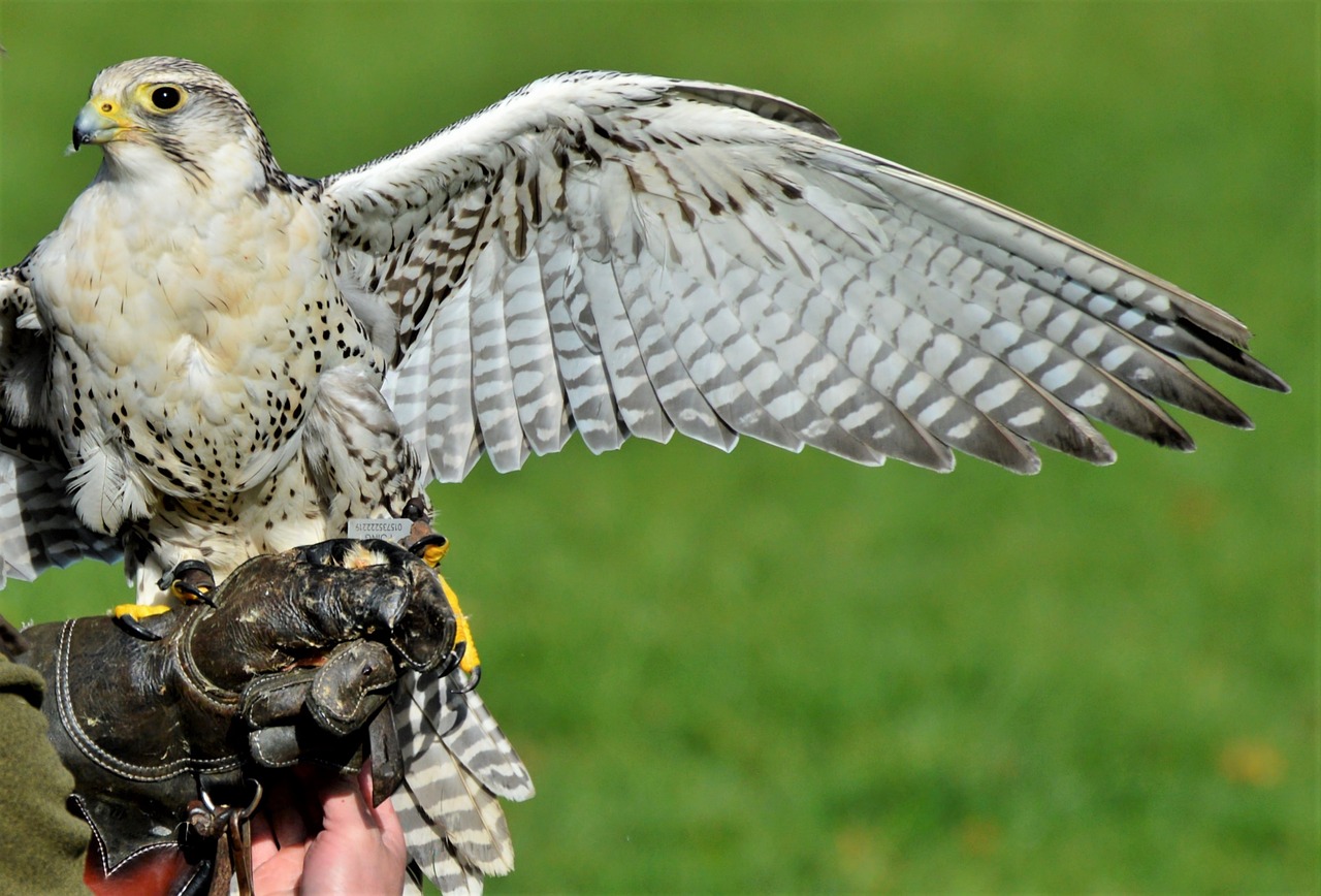 falcon, birds of prey, nature-4052676.jpg