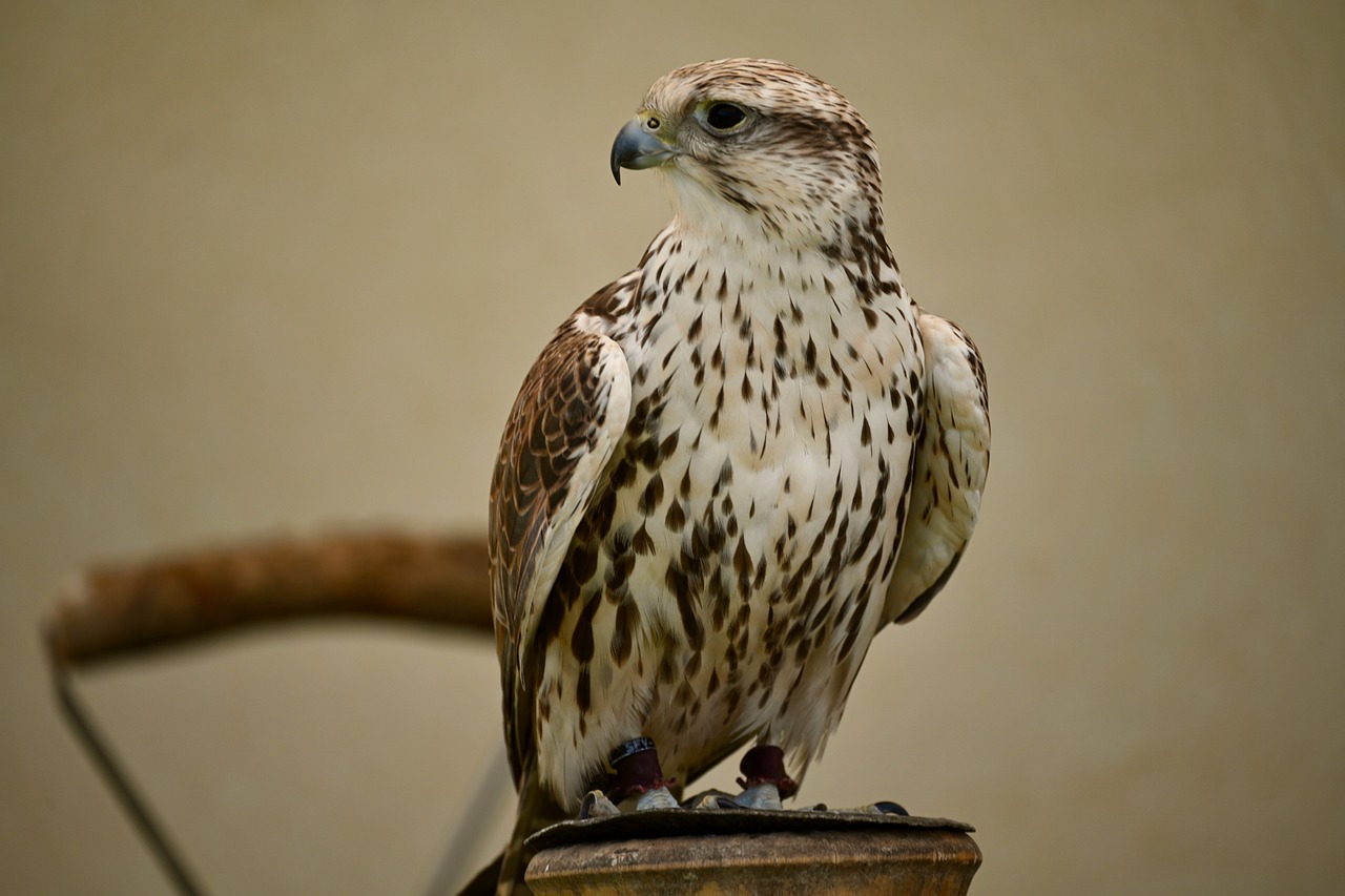 saker falcon, falcon, bird-7383968.jpg